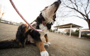 Proven Tips For Flea Control